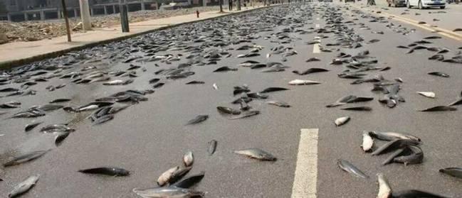 空中降魚(yú)視頻 揭秘罕見(jiàn)空中降魚(yú)現象原理，末日預兆恐怖的空中降魚(yú)實(shí)圖