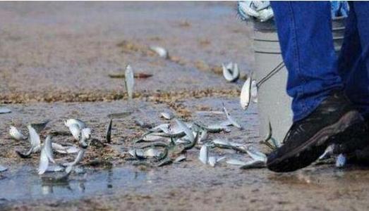 空中降魚(yú)視頻 揭秘罕見(jiàn)空中降魚(yú)現象原理，末日預兆恐怖的空中降魚(yú)實(shí)圖