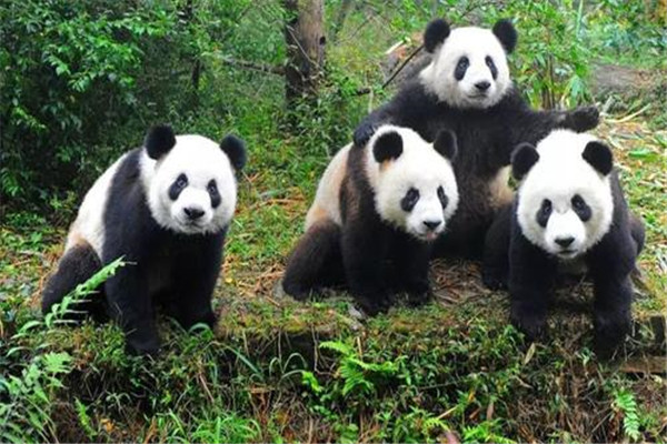 大熊貓為什么是國寶的原因？為什么大家稱(chēng)大熊貓為國寶