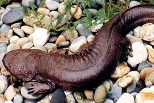 娃娃魚(yú)，學(xué)名叫大鯢,又叫作人魚(yú)
