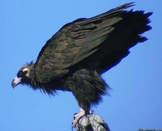 禿鷲英文名叫Cinereous Vulture，又名禿鷹 狗頭雕 狗頭鷲 座山雕